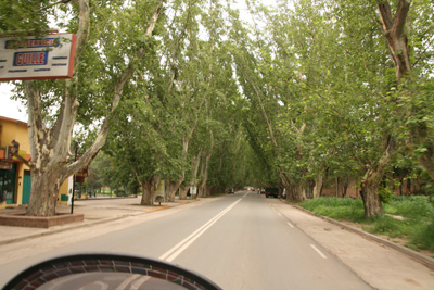 002 Canopy of trees Jesus Maria.jpg